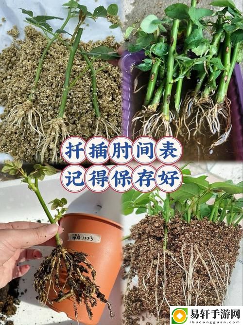  在床上的72种扦插方法的创造性探索