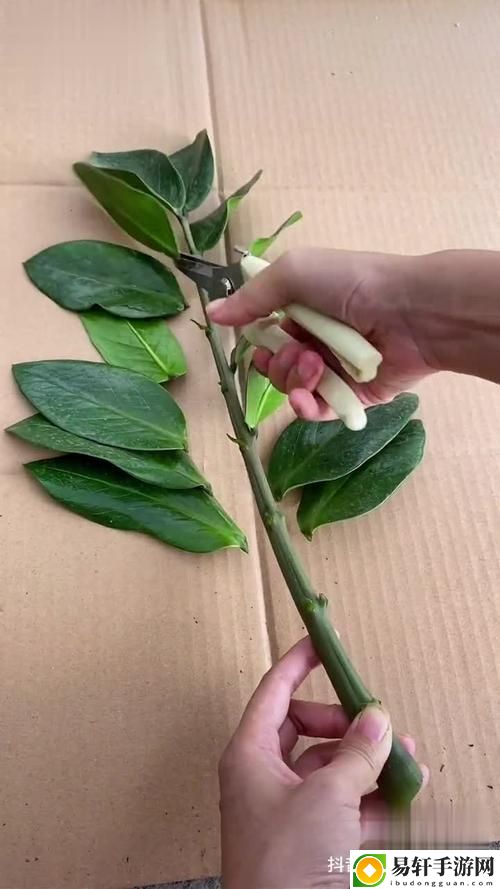 扦插bb有什么好处，粉丝：我的小绿植成长记