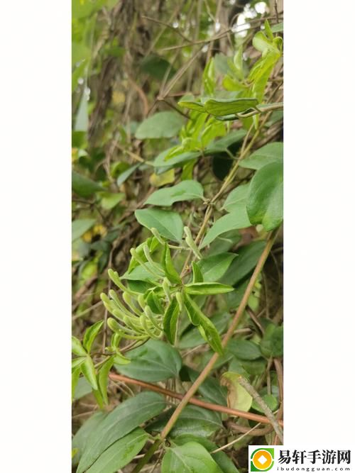 双蛇难入金银花免费不花钱，网友：这是怎样的一种奇迹？