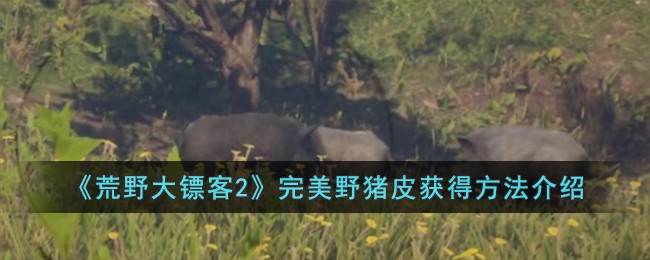 荒野大镖客2完美野猪皮获得方法介绍