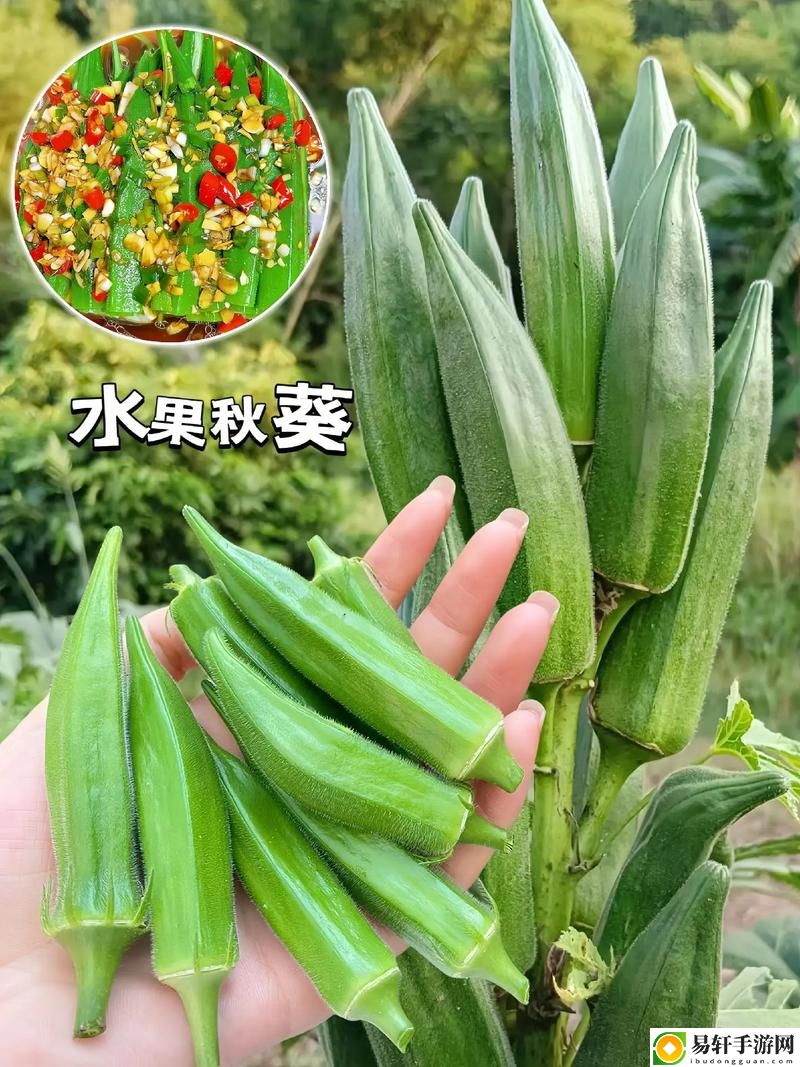秋葵适合未满十八岁的女生吃吗被曝光，用户：这才是我想知道的真相！