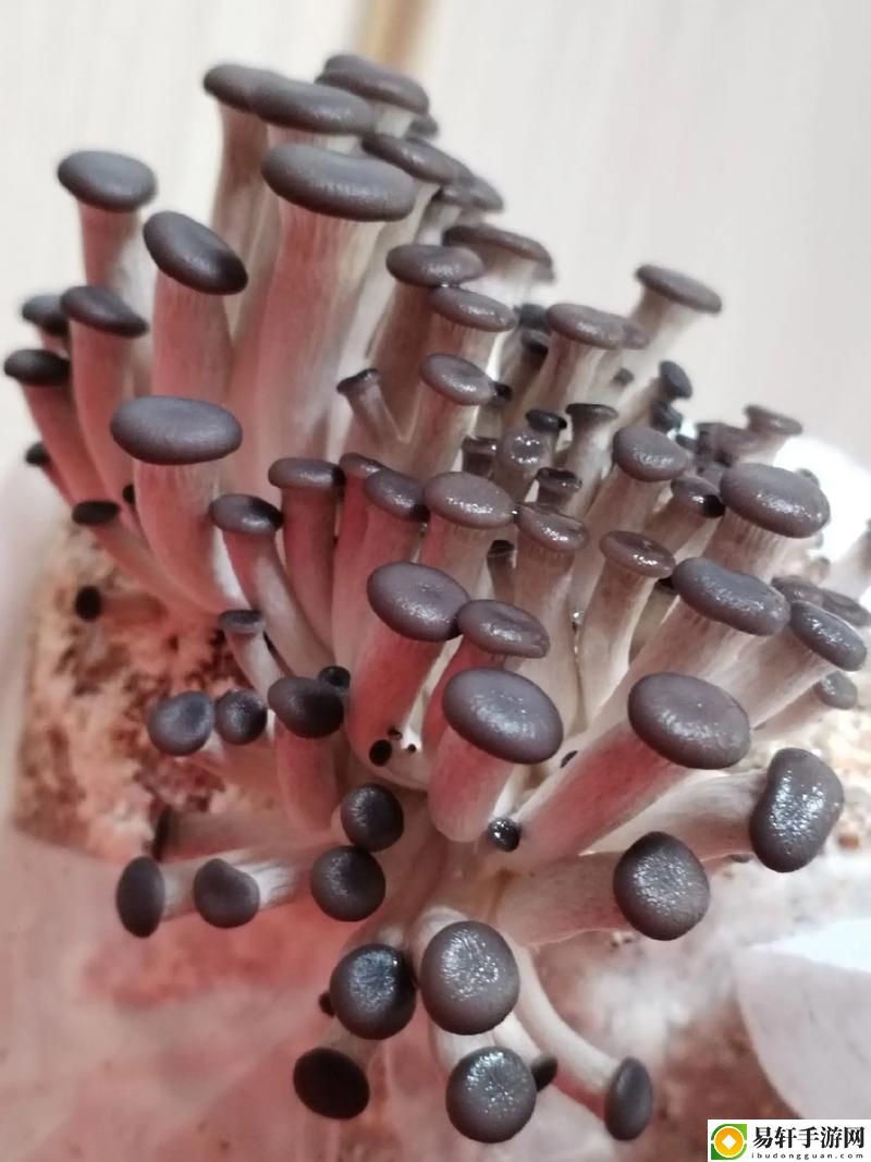 探秘x9x9x9任意槽108蘑菇，用户热议：这款神秘游戏如何引发玩家狂欢？