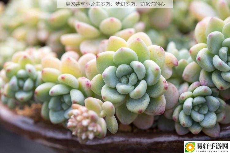 皇家共享小公主多肉流畅不卡顿，网友：这简直是养殖新风潮！