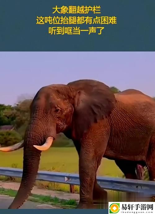 大象回家视频永不迷路2024，粉丝：这是一段心灵旅程