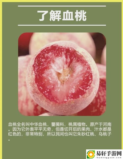 无人一区二区区别是什么红桃7，网友分享：