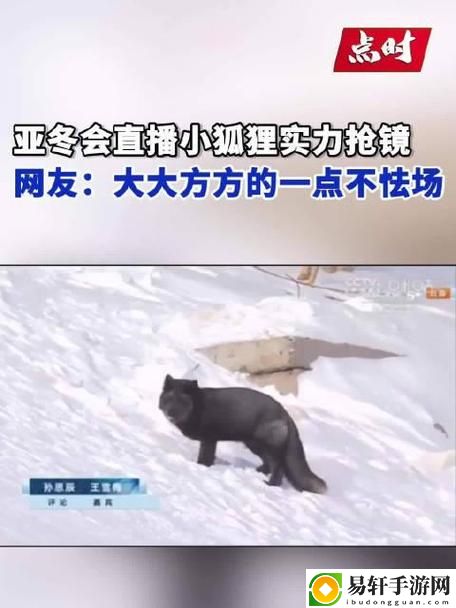 小狐狸直播：探索萌宠与观众互动的新天地