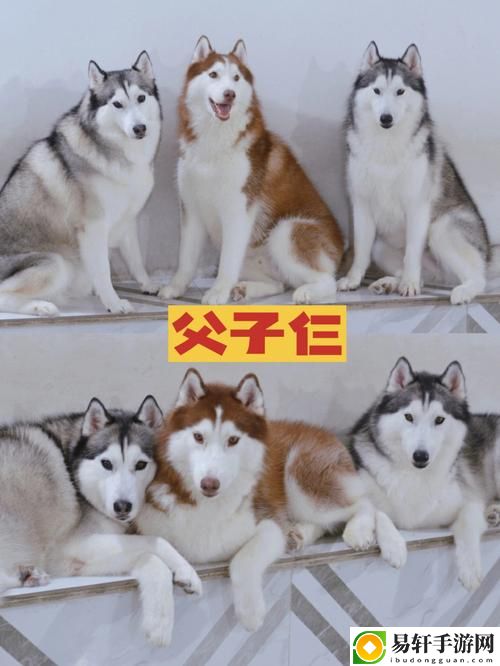 人or猪or狗的DNA视频，网友：真相竟如此不可思议！