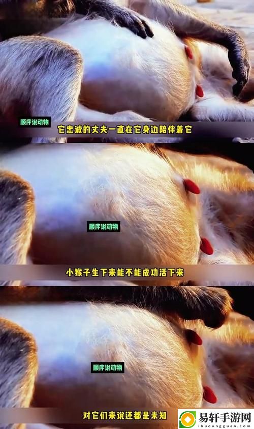 两个人生猴子全程无被子