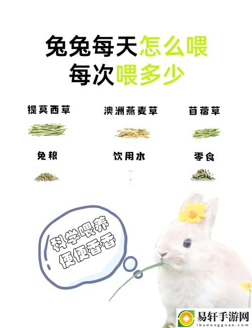 甜蜜的实验：怎么喂老公吃小兔兔的温馨指南