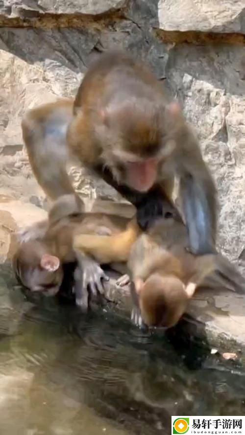  两个人生猴子全程无被子：一场心灵与现实的碰撞