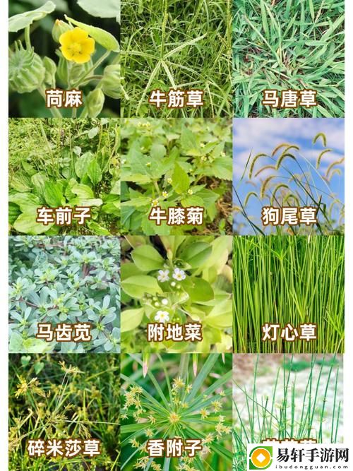 17草名字，粉丝：为梦而生的追逐